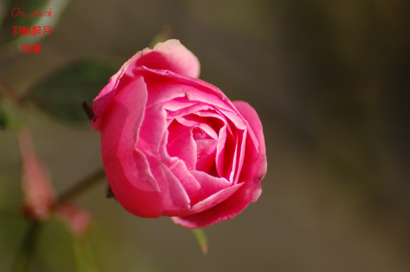 DSC_0006.jpg