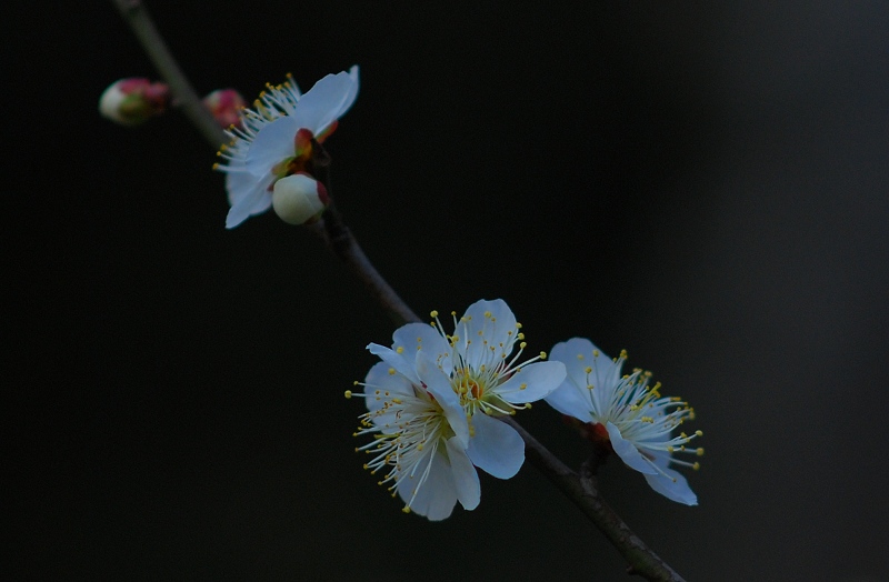DSC_0233.jpg