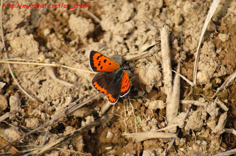 DSC_0013.jpg