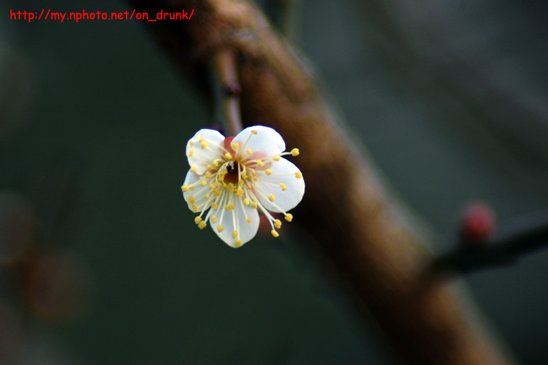 DSC_0175.jpg