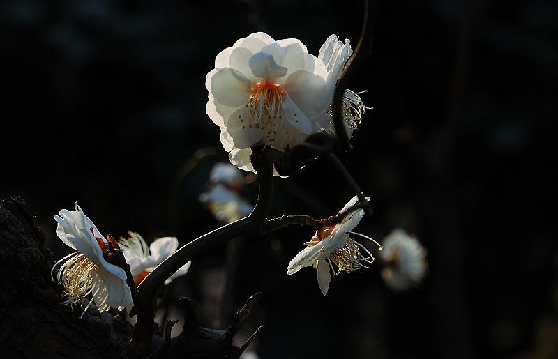 DSC_0031.JPG