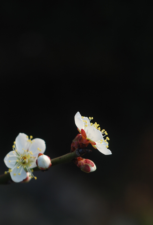 DSC_0213.JPG