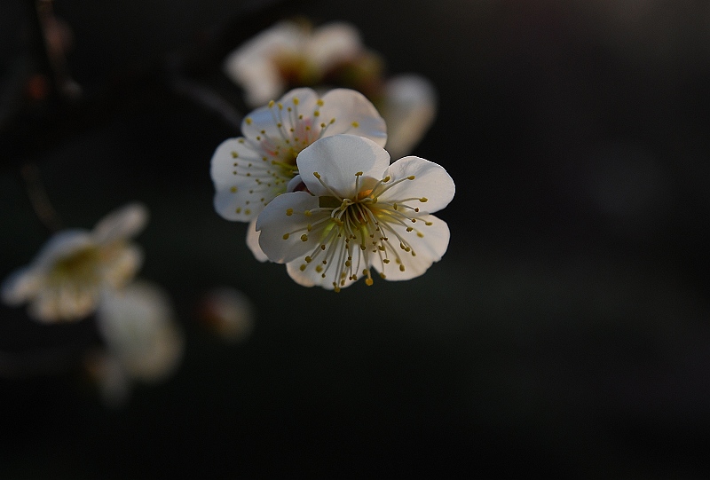DSC_0071.JPG