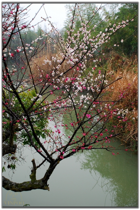 090215西溪湿地探梅17.JPG