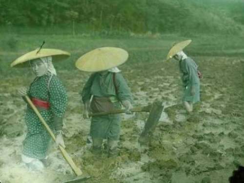 锄   地