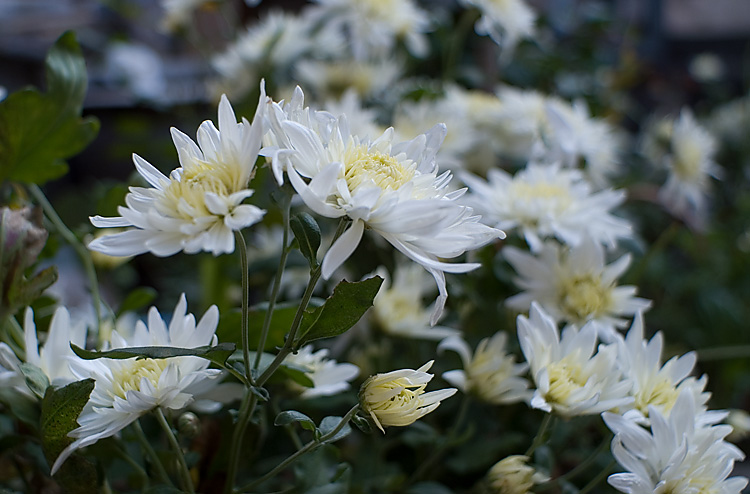 PICT5448.jpg