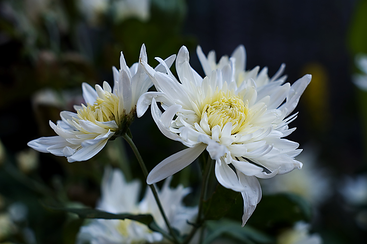 PICT5442.jpg