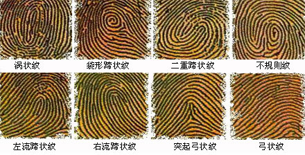 指  纹