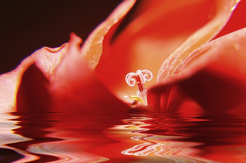 23.水中的花朵特写.jpg