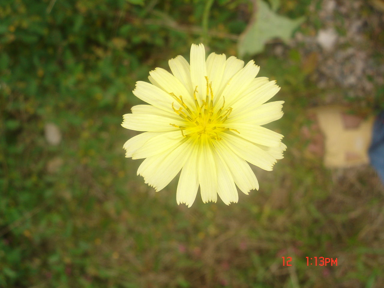小黄花.jpg