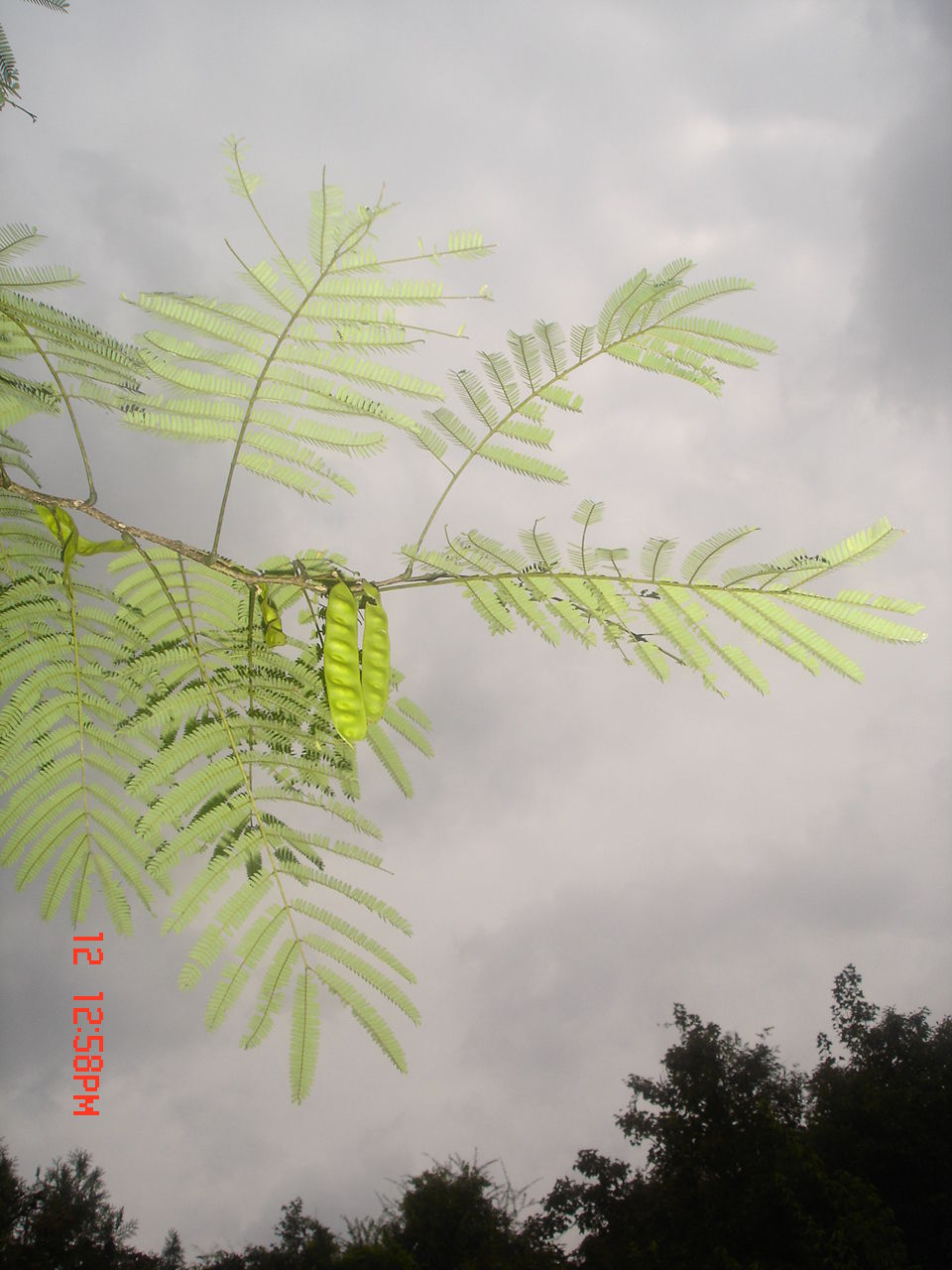 皂角豆.jpg