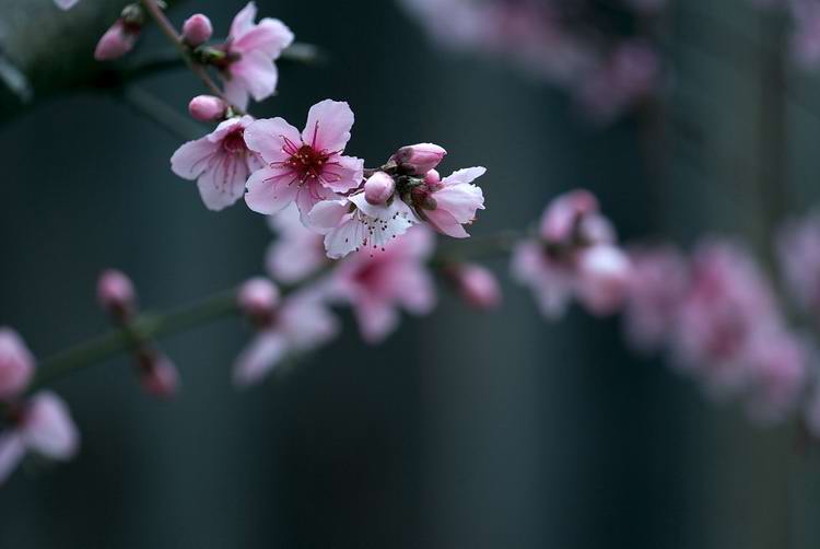 桃花.jpg