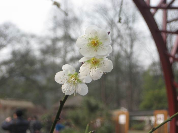 调整大小 090308植物园 127.jpg
