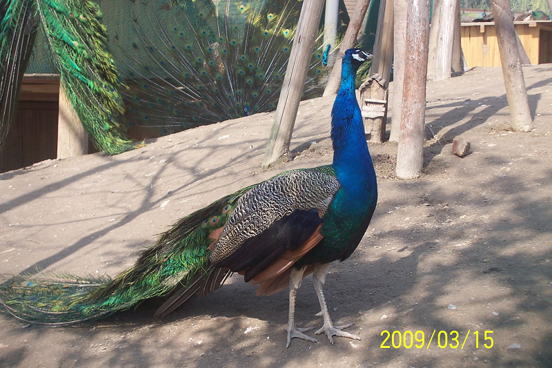 100_6247-8.jpg