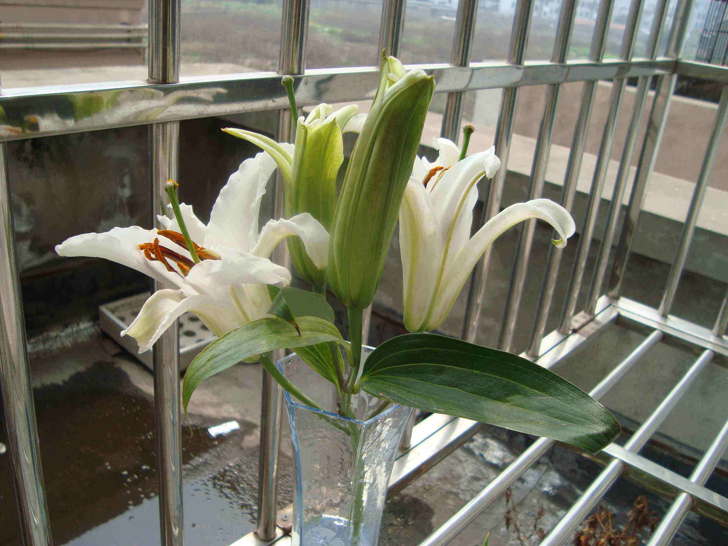 百合心2.jpg