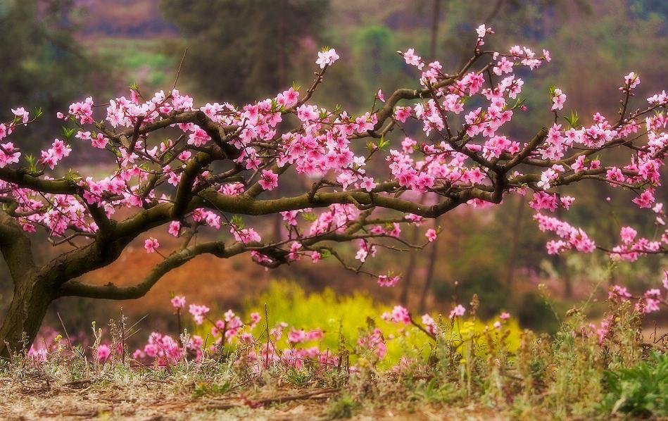 桃花.jpg