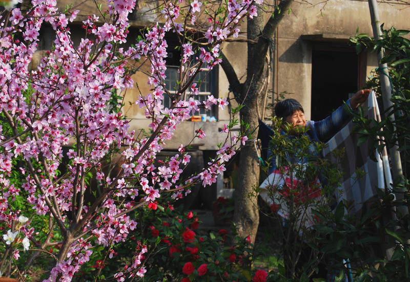 人面桃花.jpg