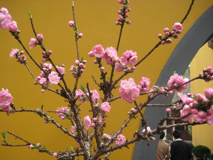 调整大小 IMG_6810.jpg