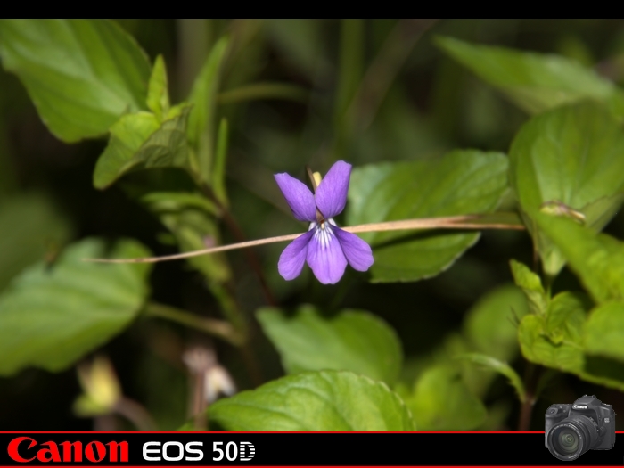 小小紫花