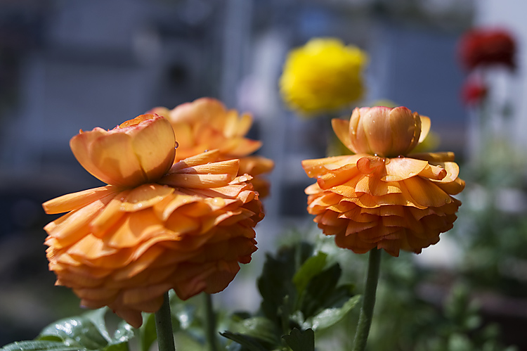 PICT5156.jpg