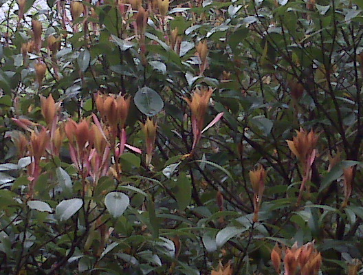 IMG00150.jpg