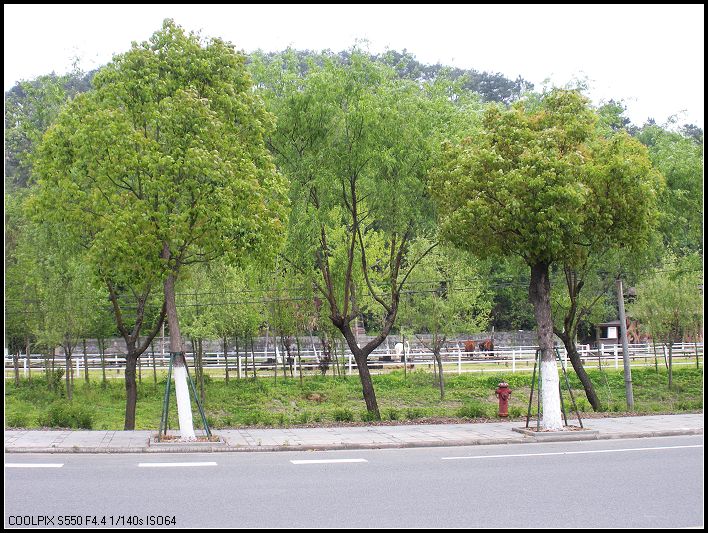 绿意葱葱~~·