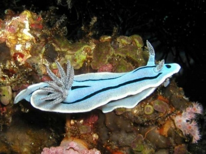 海蛞蝓