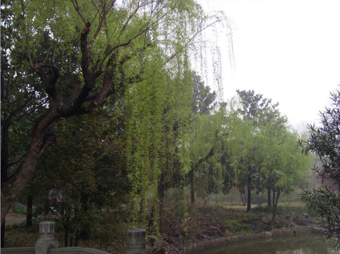 杨柳