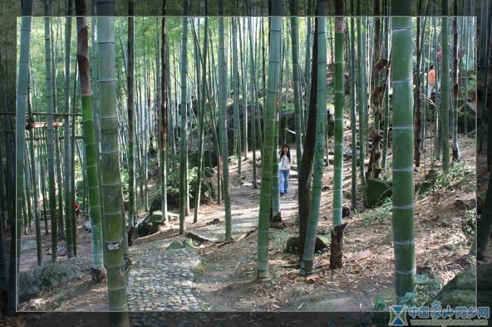 我从林间来.jpg
