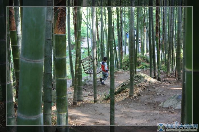 青青翠竹.jpg