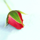 1012580655435783.gif