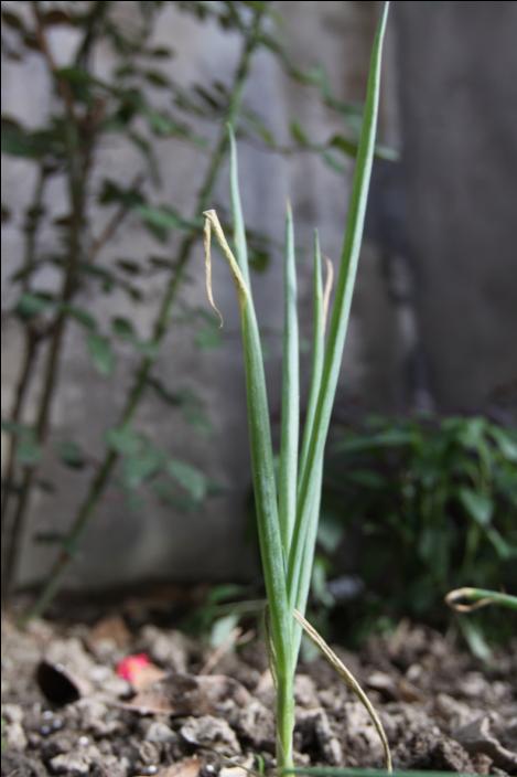 县草候选2.jpg