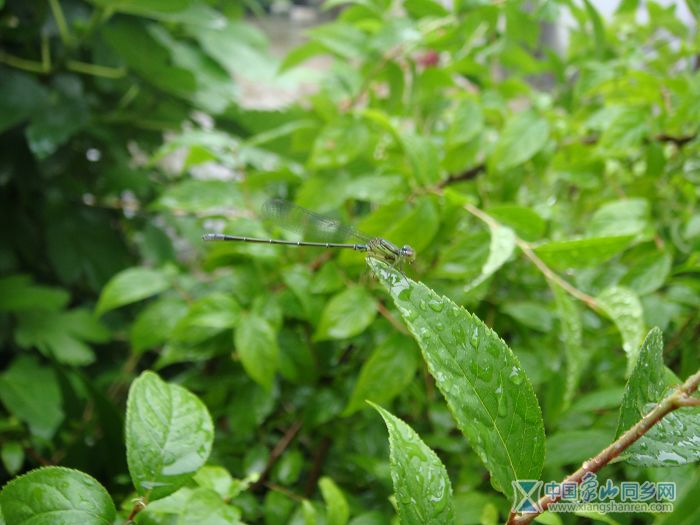 DSC07031.JPG