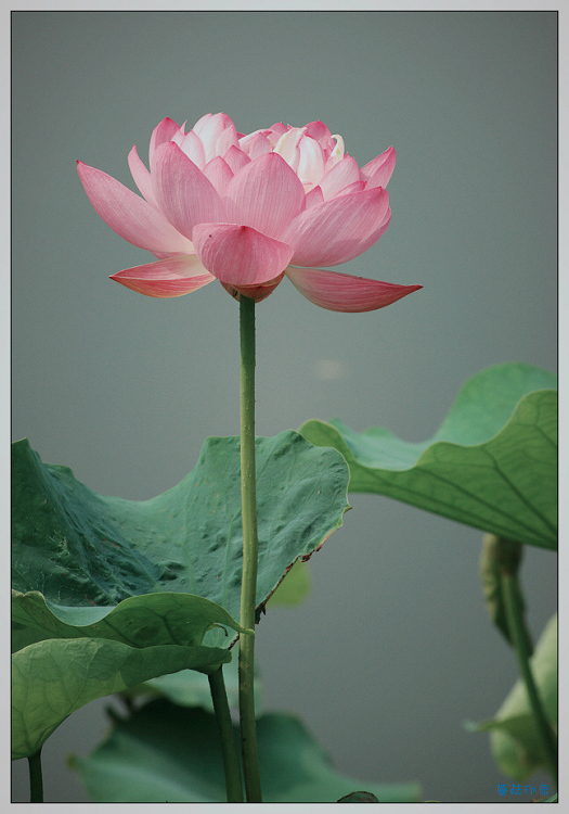 nEO_IMG_DSC_0332.jpg