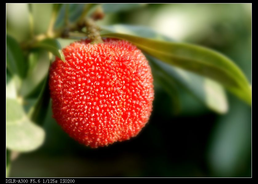 DSC08710[1].JPG