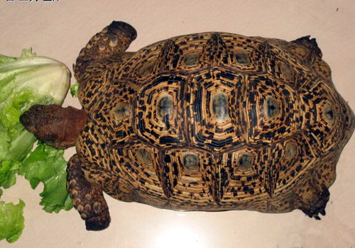 进  食