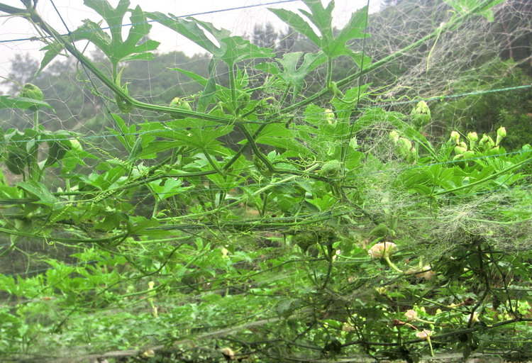 吊瓜花开
