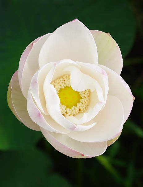 IMGP2443.jpg