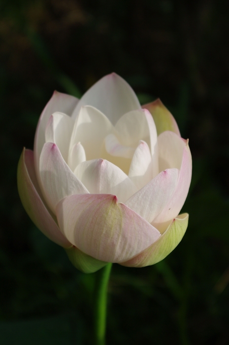 IMGP2438.jpg