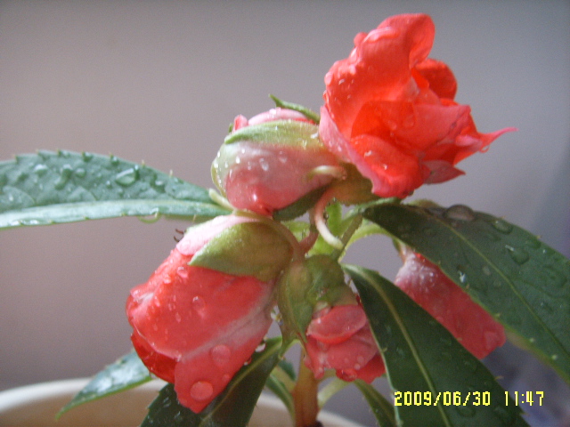 SSL14518.JPG