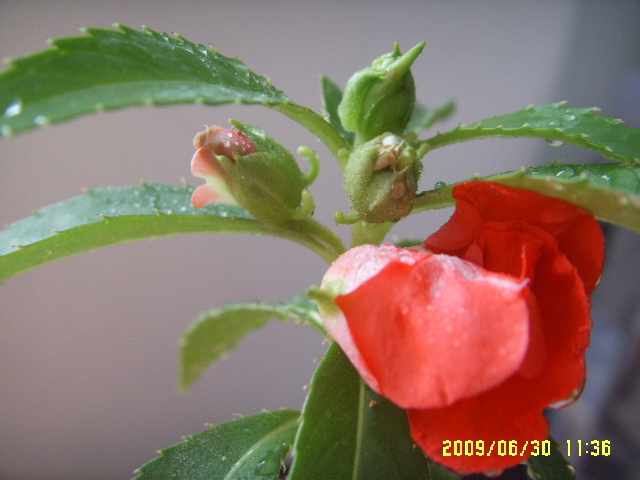 SSL14489.JPG