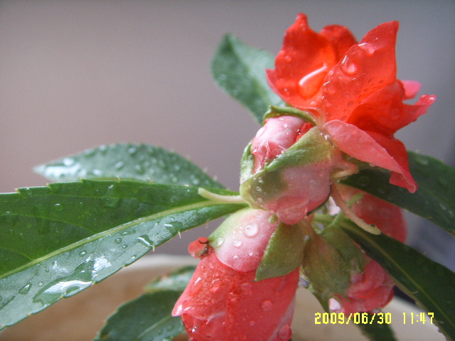 SSL14516.JPG