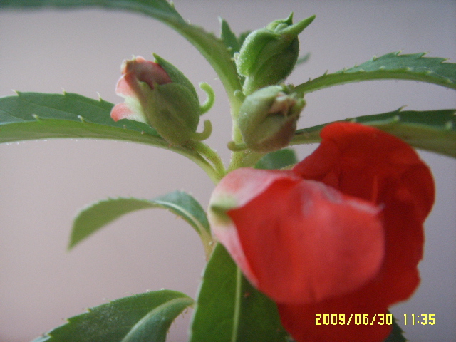 SSL14484.JPG
