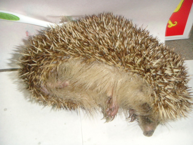 DSC04886.JPG
