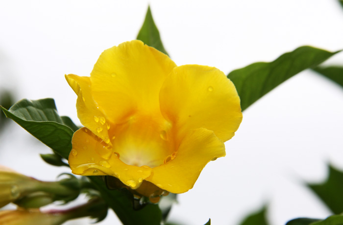 好男人花
