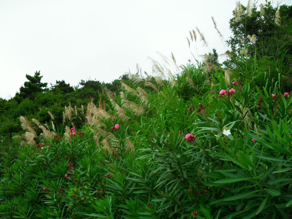 SDC10440.JPG