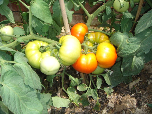 DSC05226.JPG