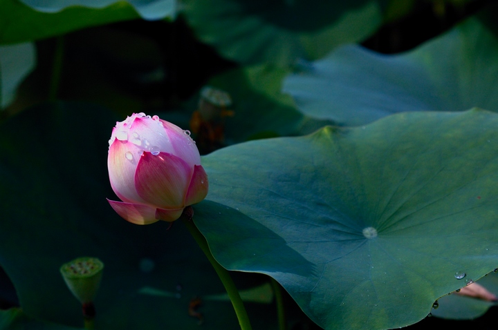 DSC_3867.jpg