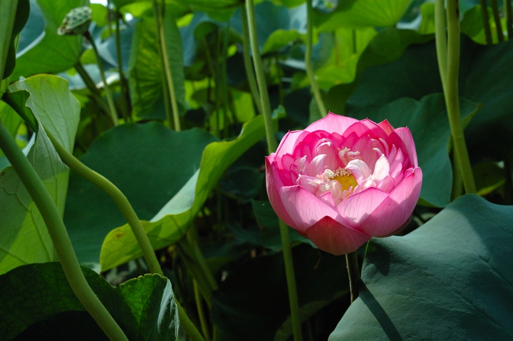 DSC_3904.jpg