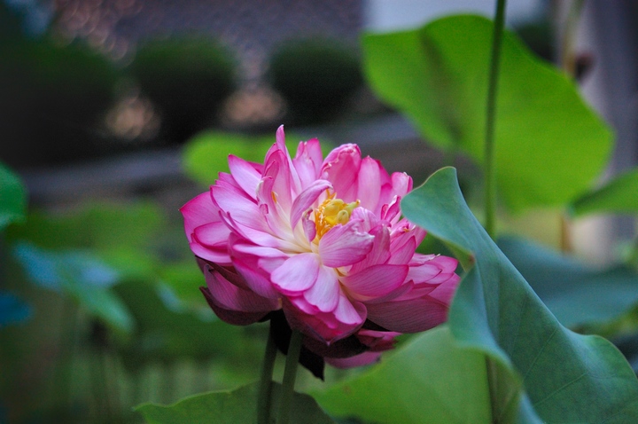 DSC_3790.jpg